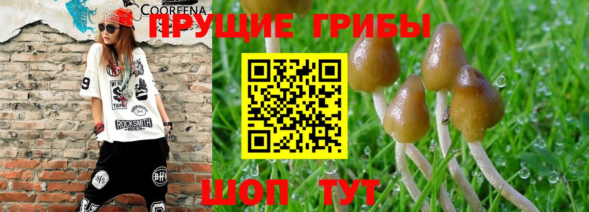 Галлюциногенные грибы Cubensis  Вход с VPN  Щёкино 